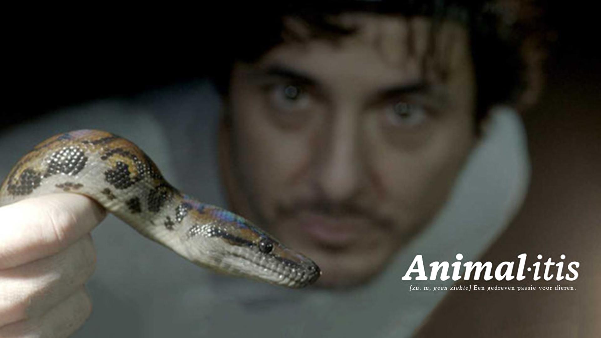 Animalitis