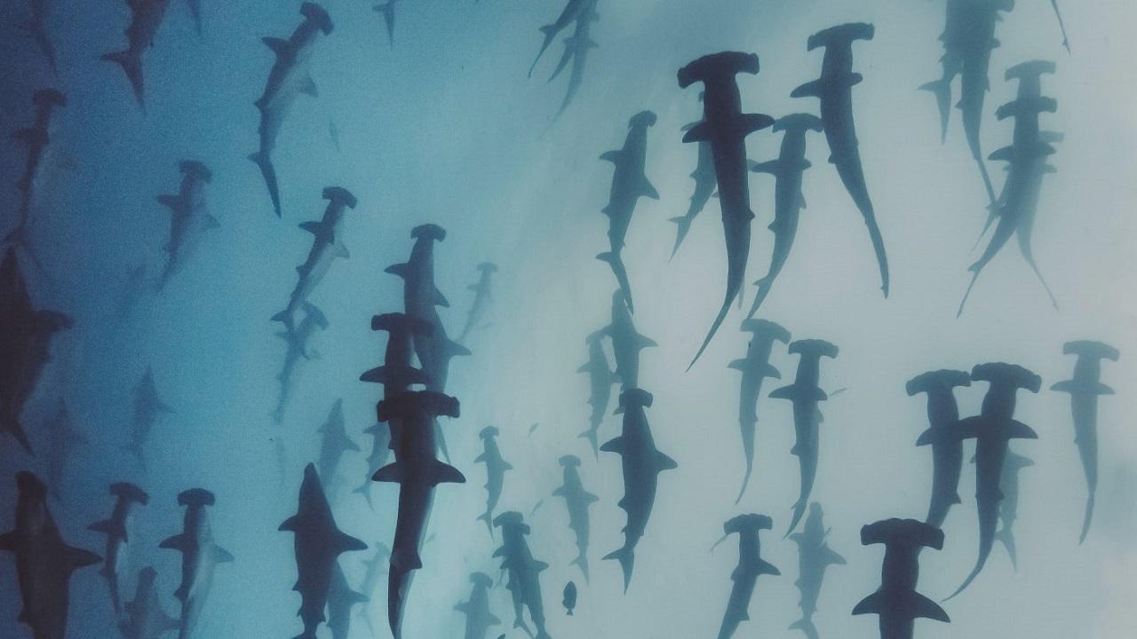Nature's Strangest Mysteries: Solved