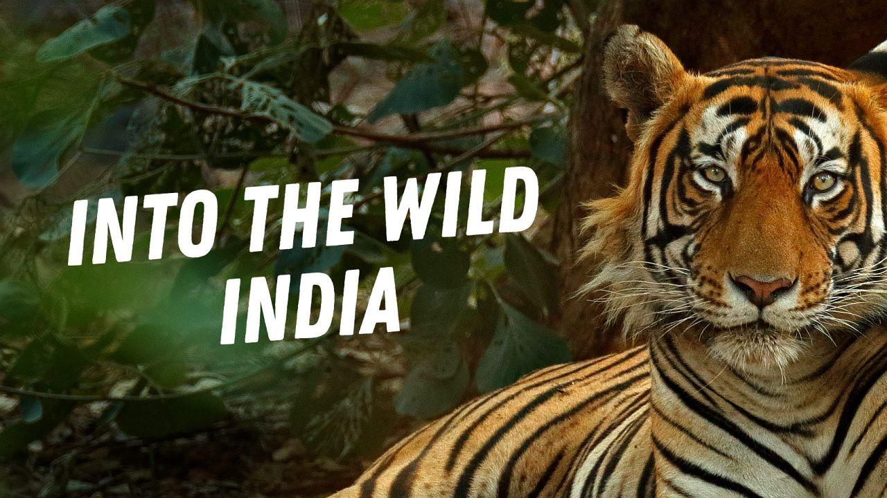 Into the Wild India