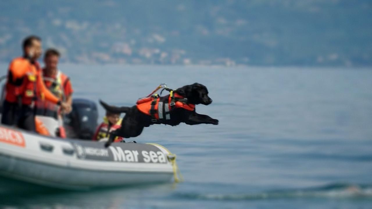 Dogs with Extraordinary Jobs