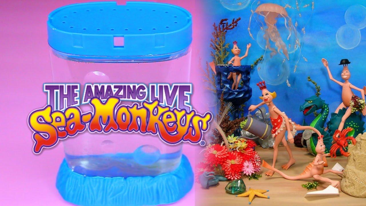 Amazing Live Sea-Monkeys