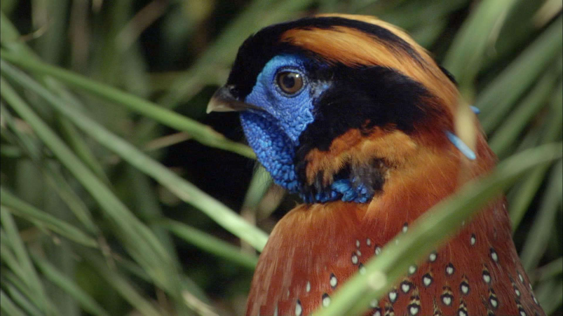Attenborough in Paradise and Other Personal Voyages