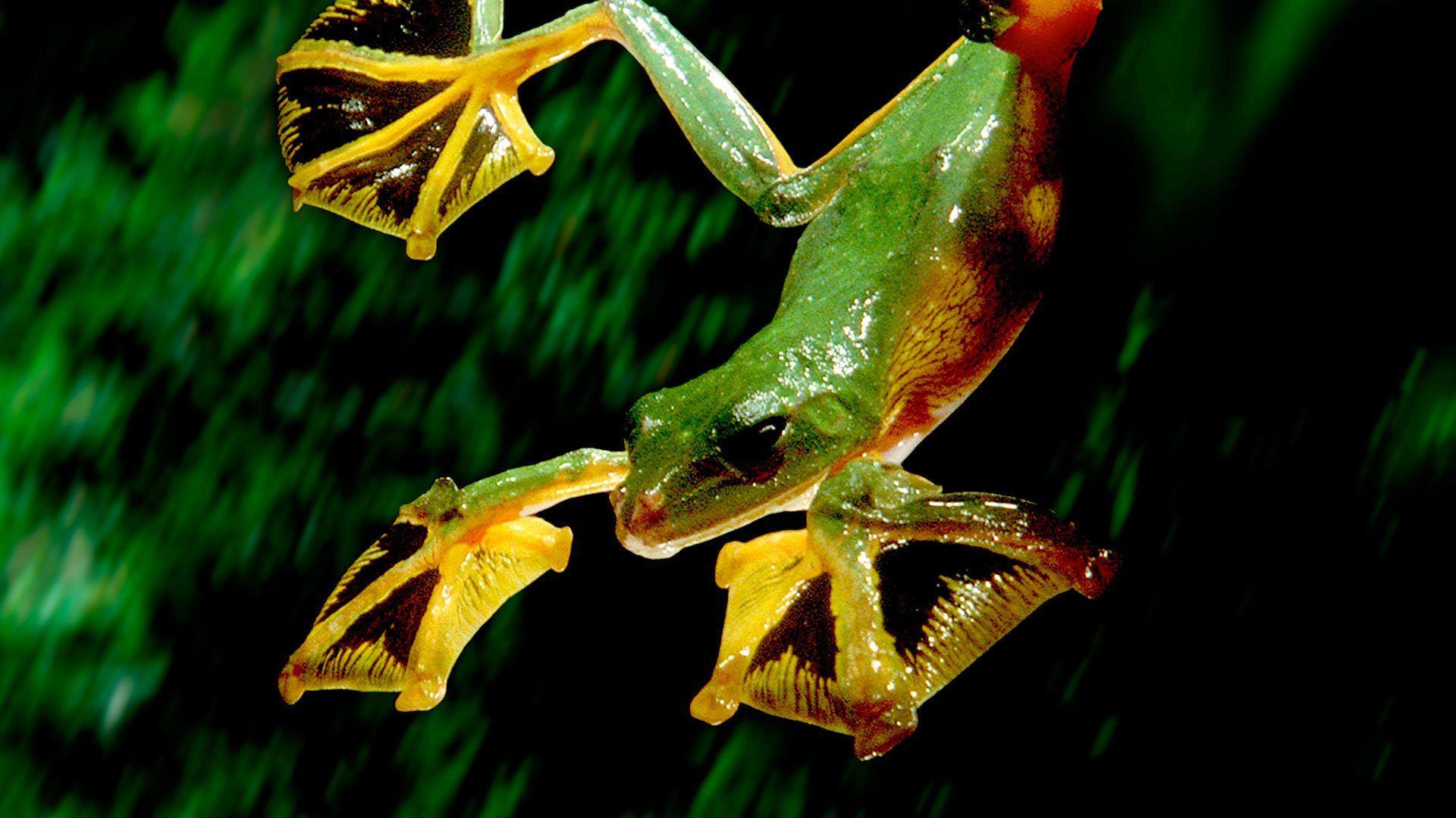 Animales sobrenaturales