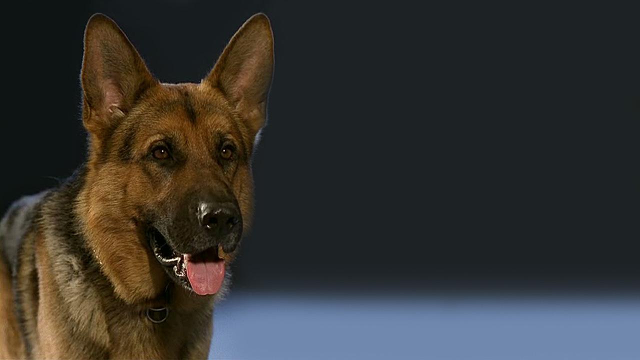 Inspector Rex