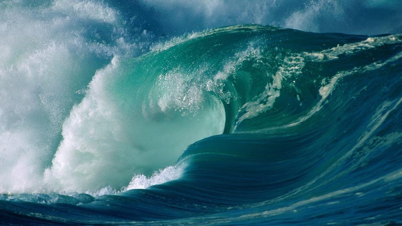 Wild Caribbean