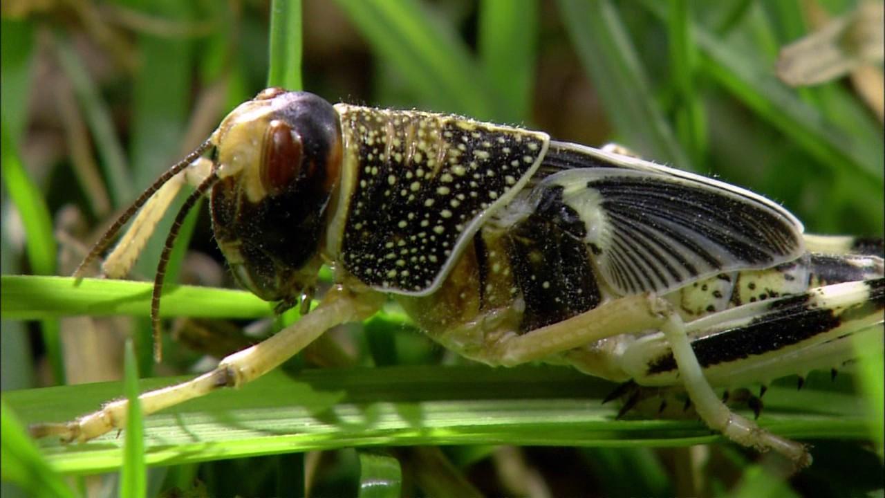Insectia