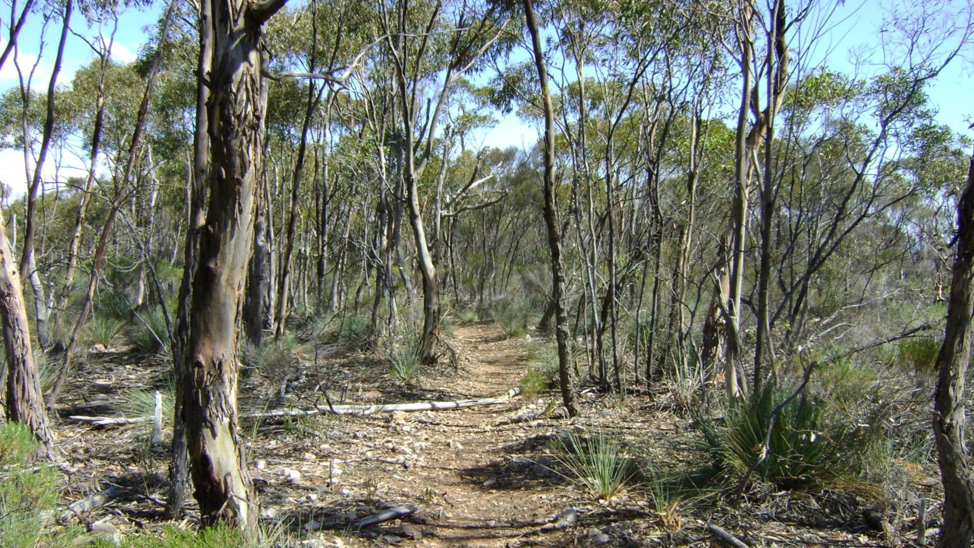 Bush Tucker Man: Stories of Survival