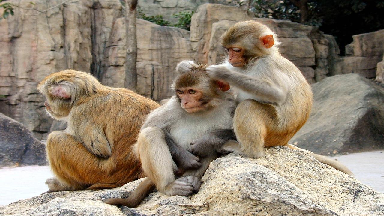 Monos ladrones