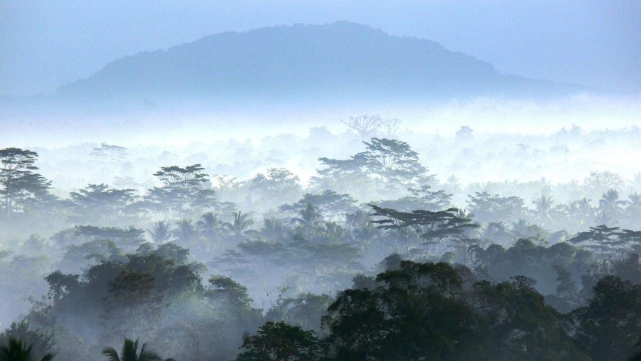 Indonesia salvaje