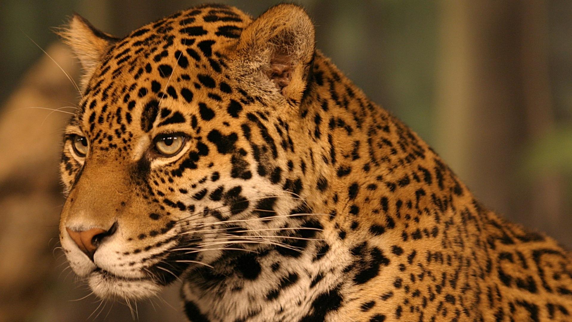 Spirits of the Jaguar