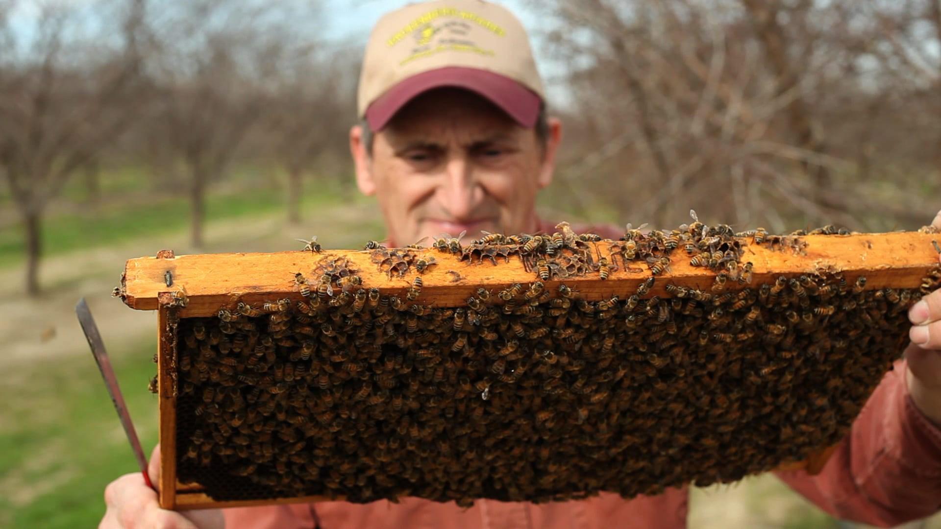 Vanishing of the Bees
