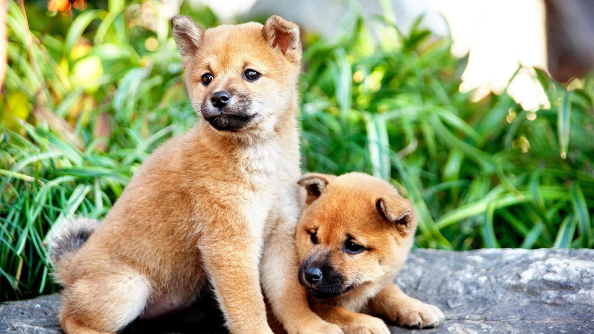 7 Days of Himawari & Her Puppies