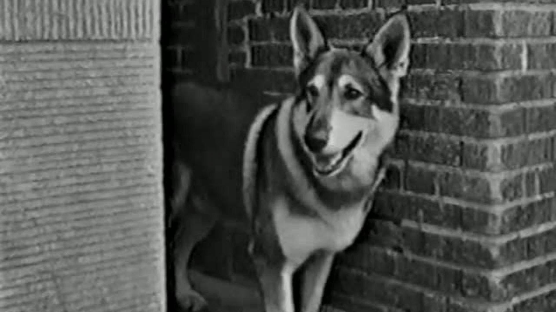 The Littlest Hobo
