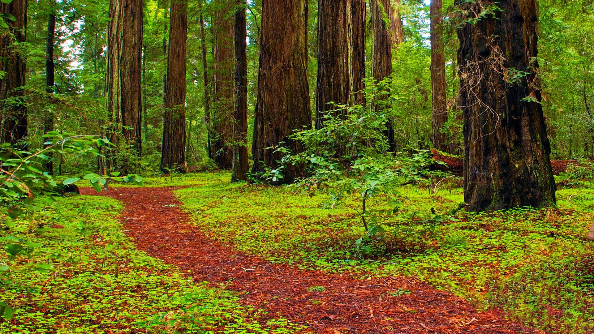 If You Go Down in the Woods Today