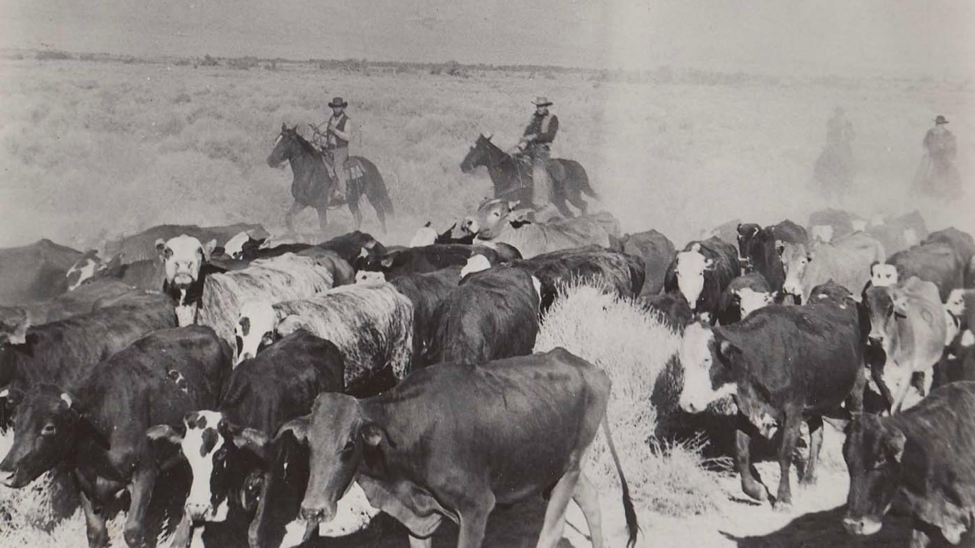 Cattle Empire