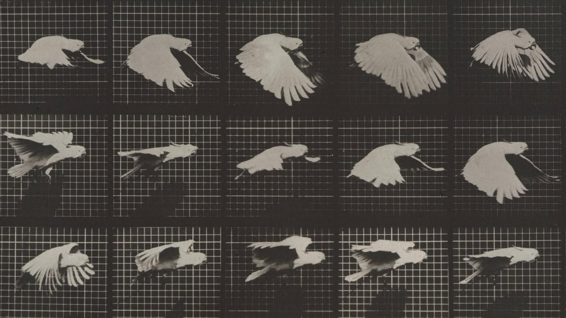 Eadweard Muybridge, Zoopraxographer
