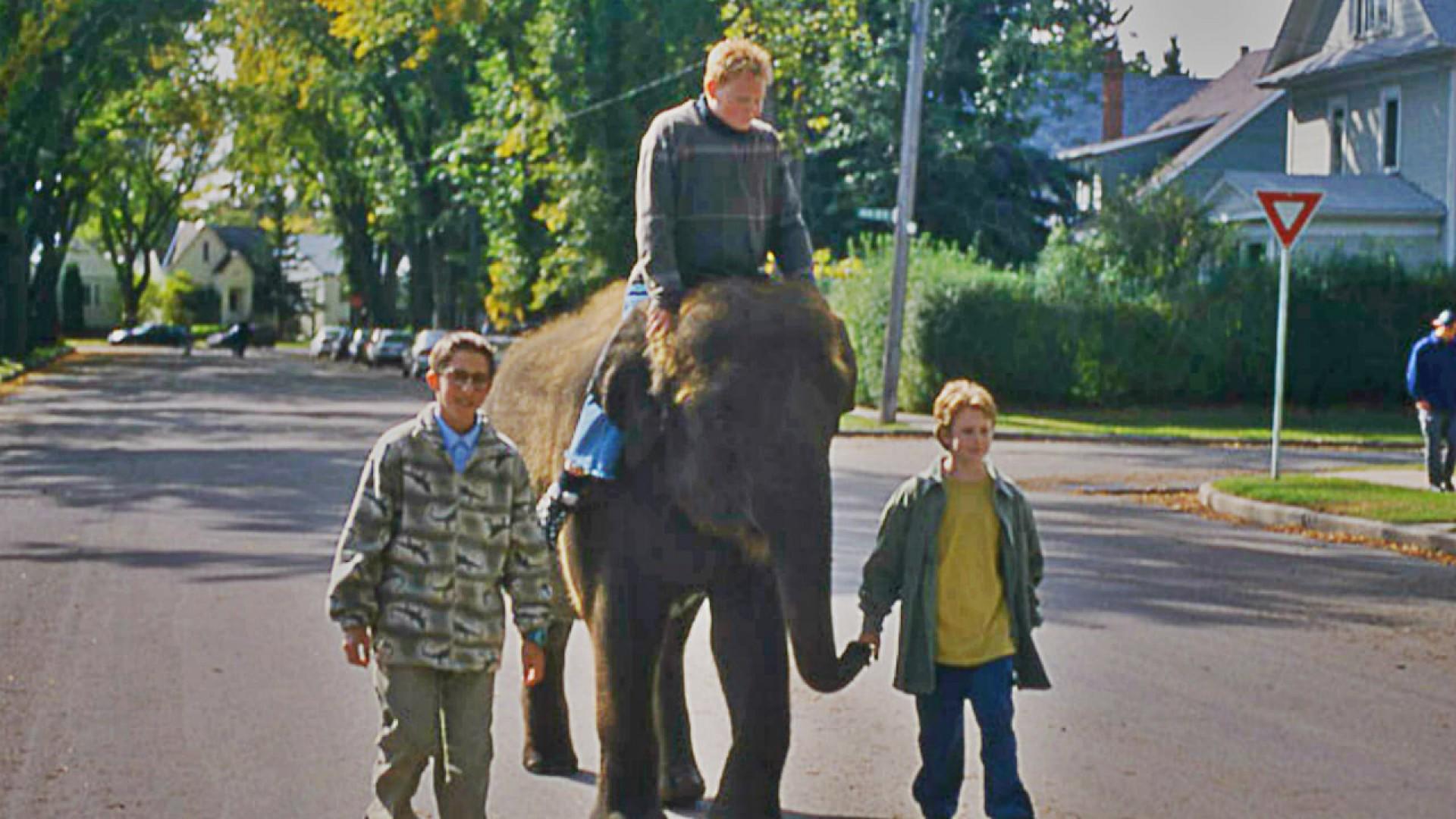 The Impossible Elephant