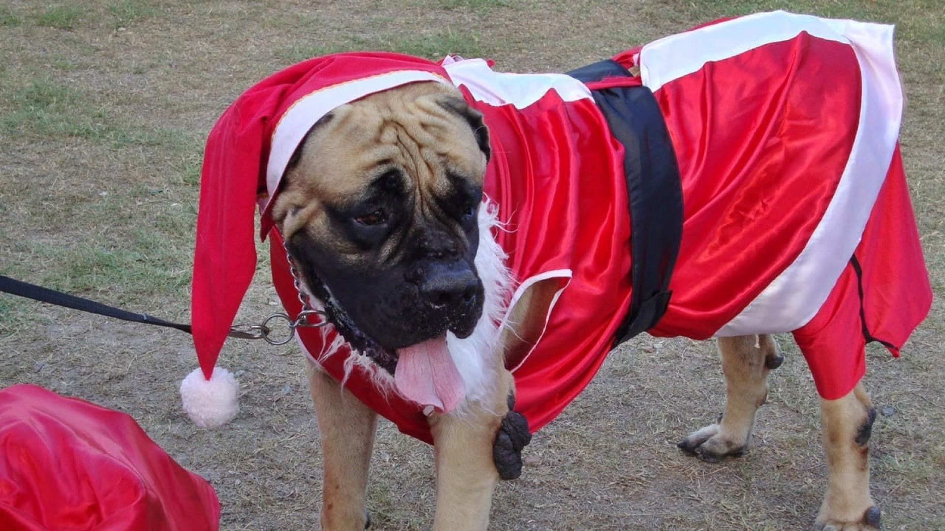 Um Natal Bom Pra Cachorro