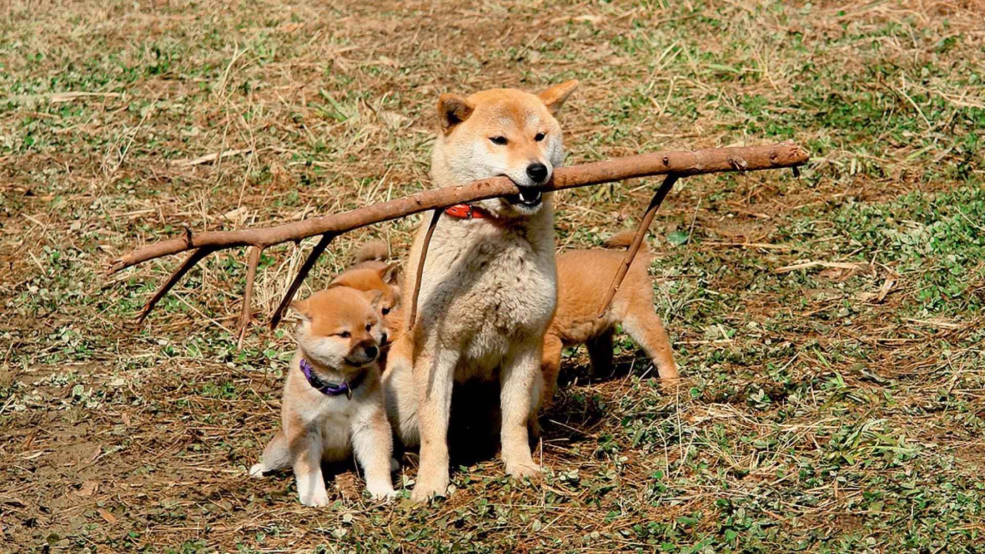 A Tale of Mari and Three Puppies