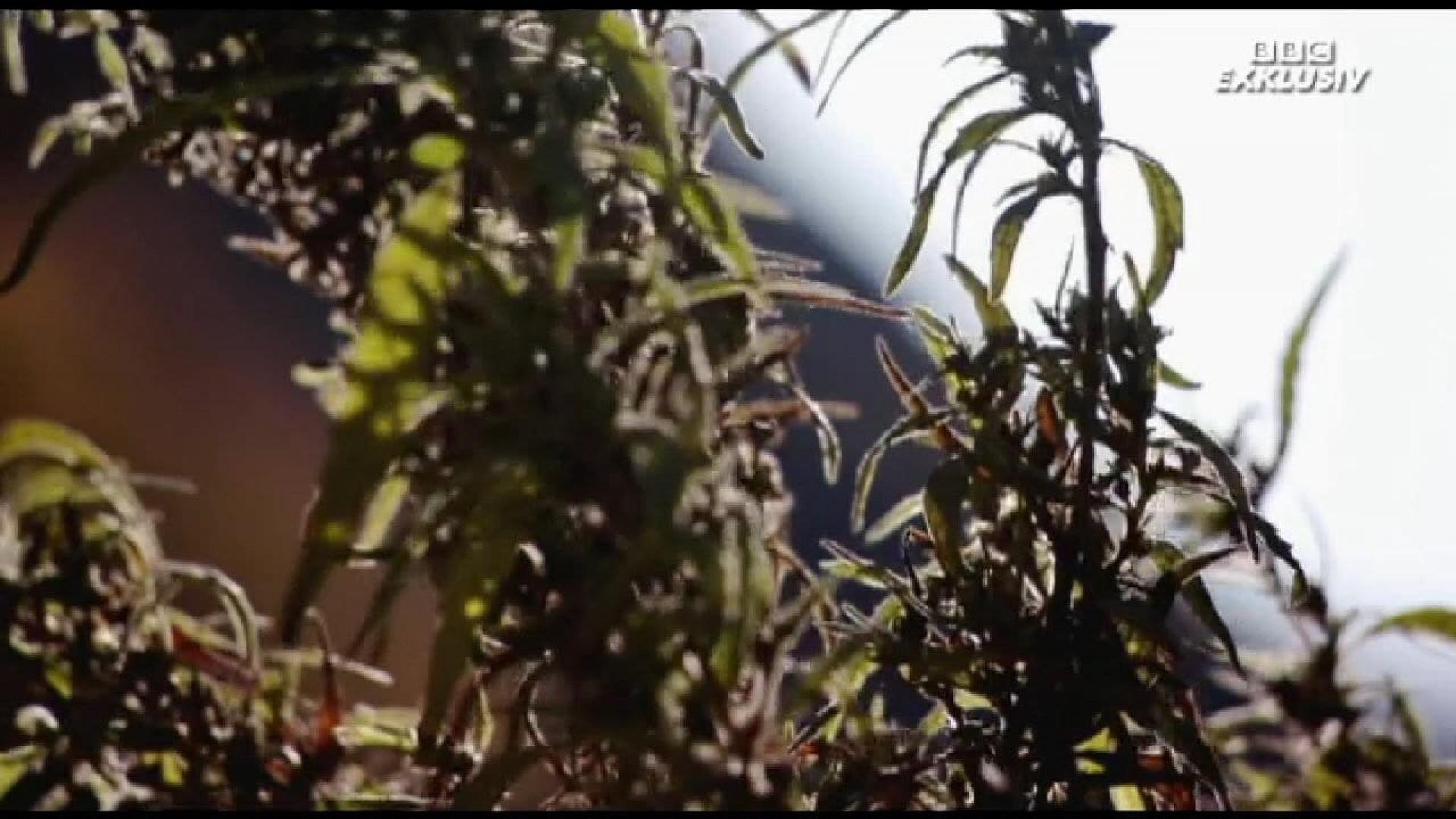 Cannabis: The Evil Weed?