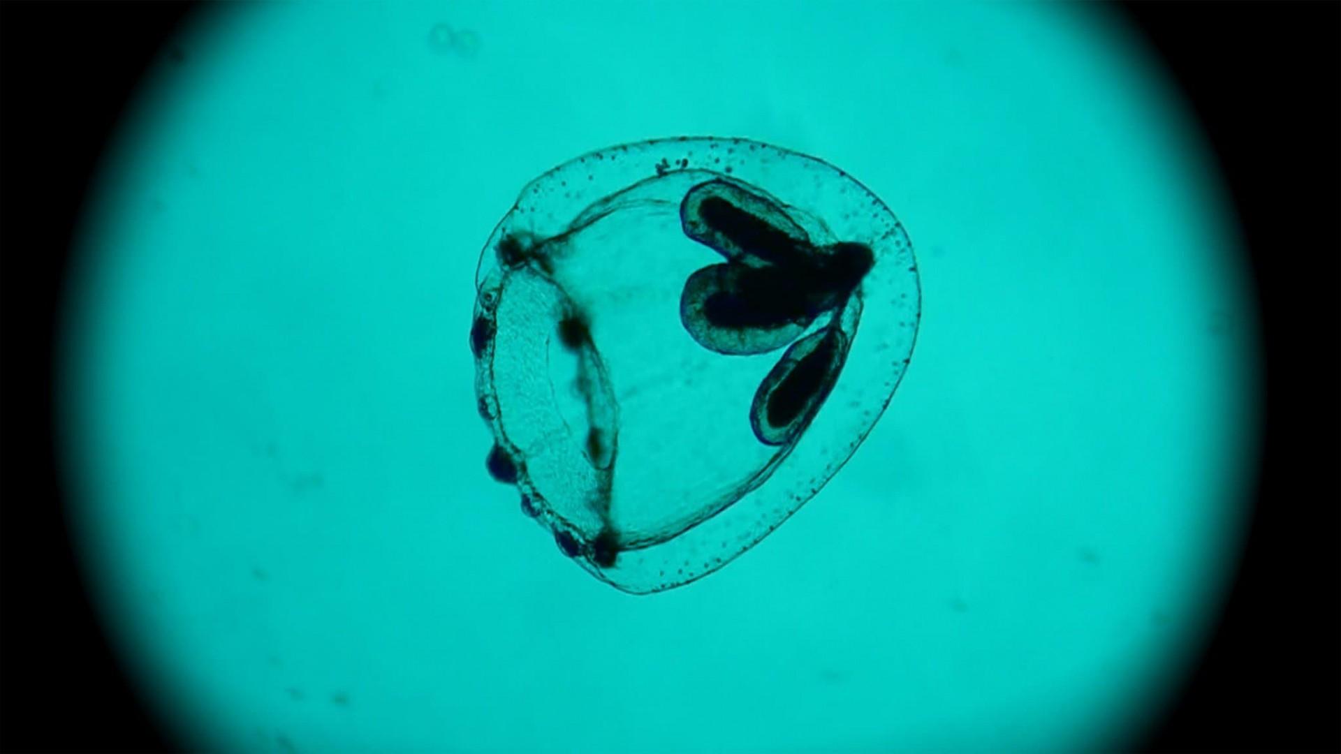 Miraculous Spiral