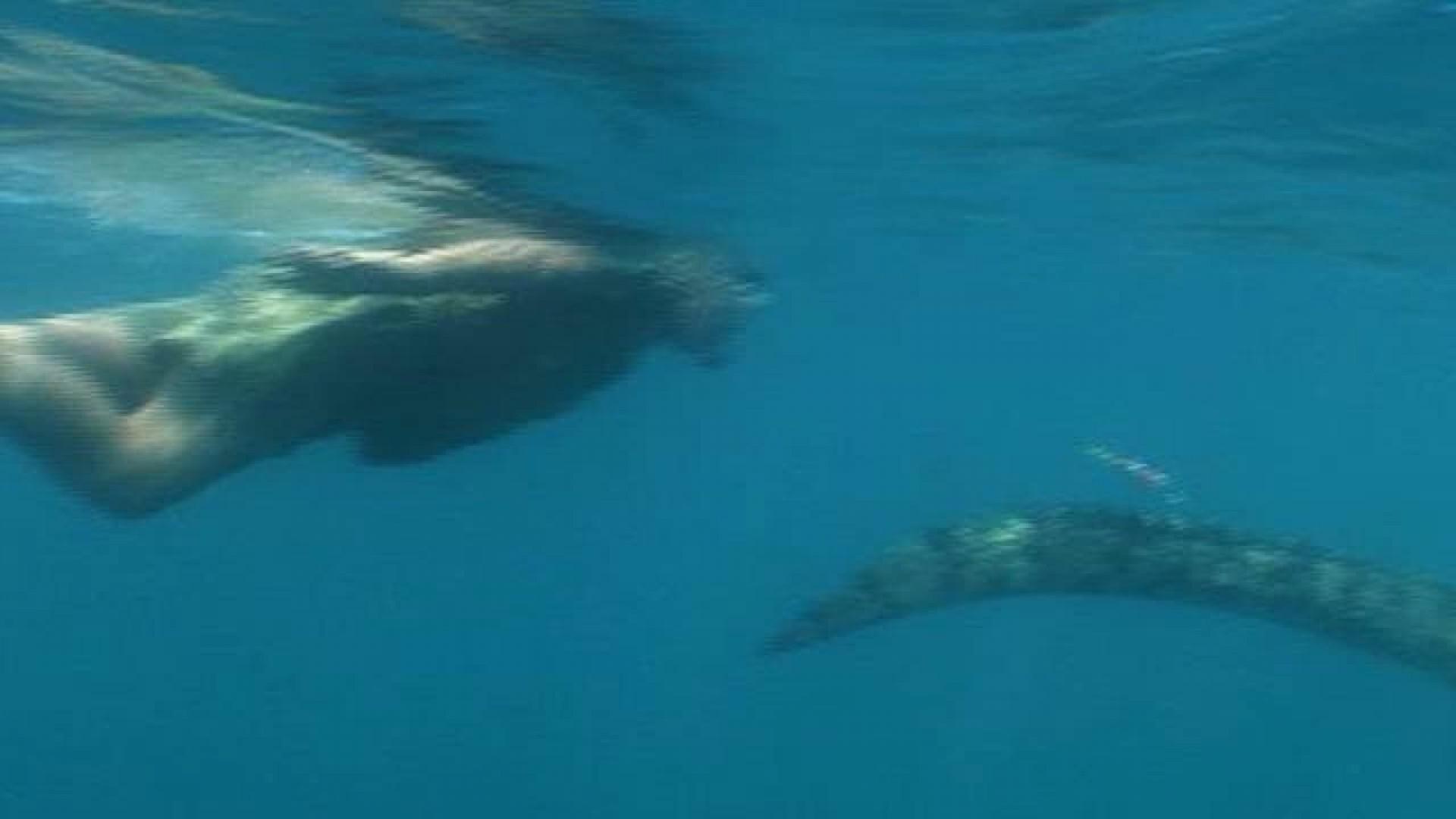 Ocean's Deadliest