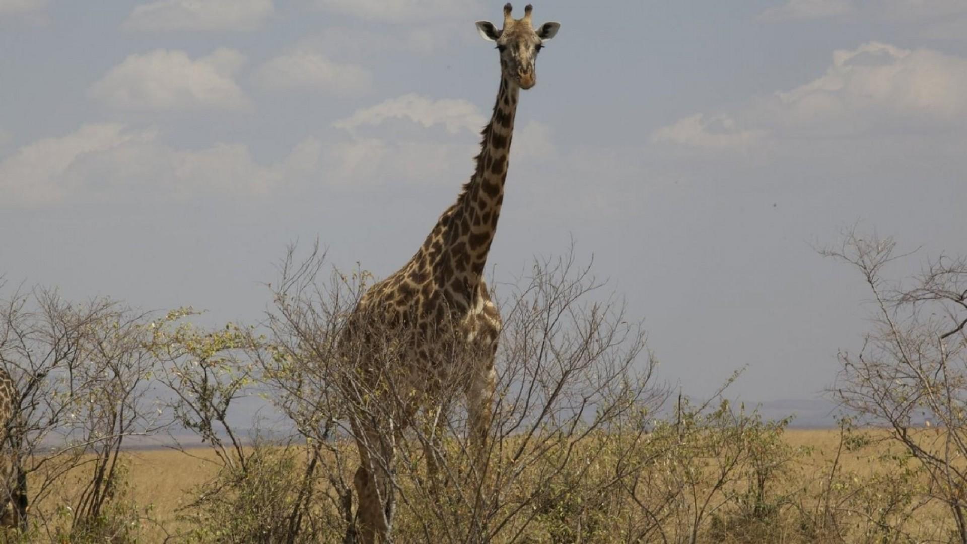 Safari: Africa