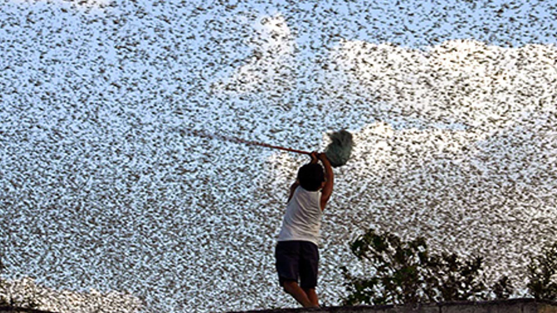 Locusts