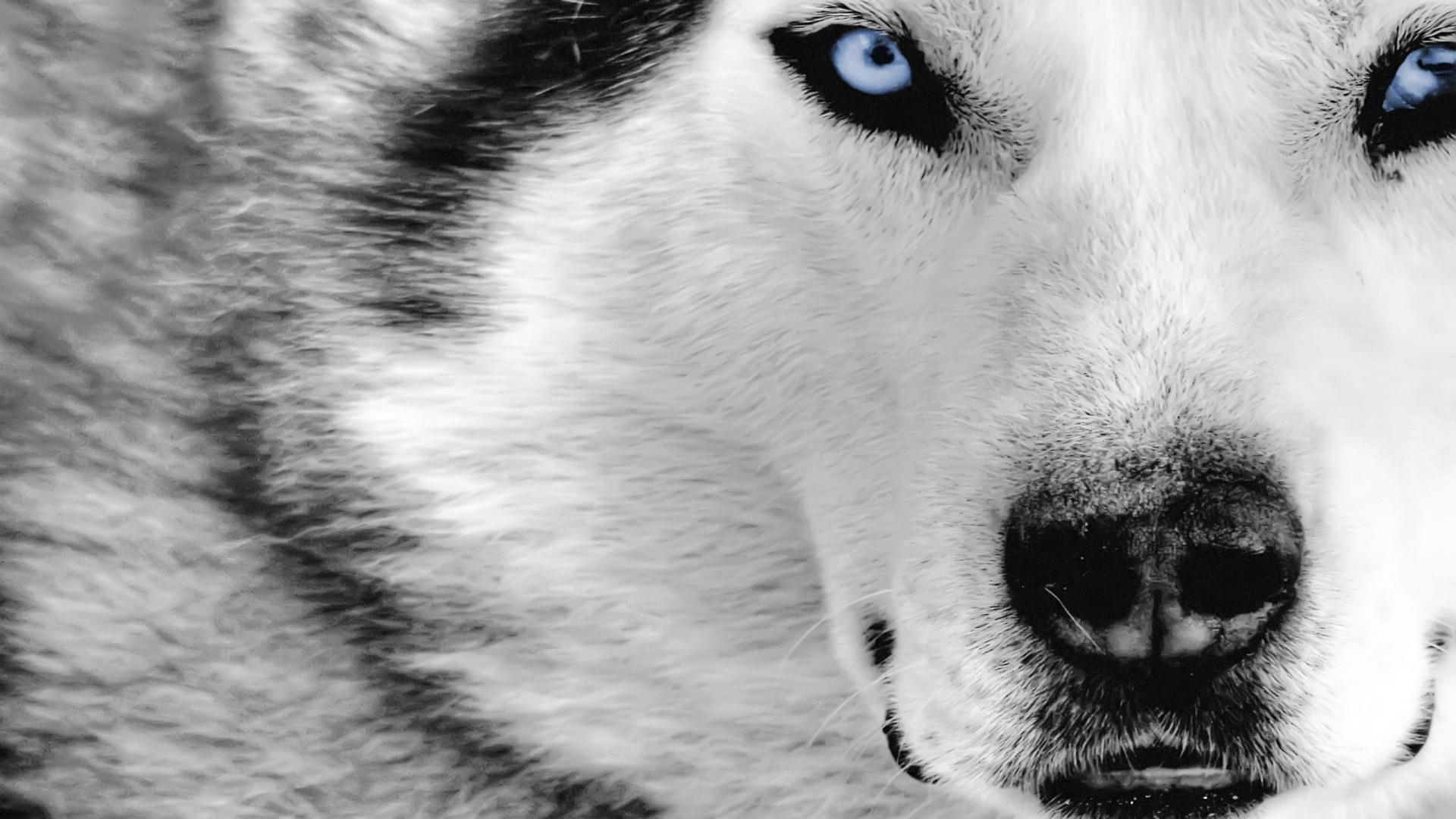 White Wolves III - Cry of the White Wolf