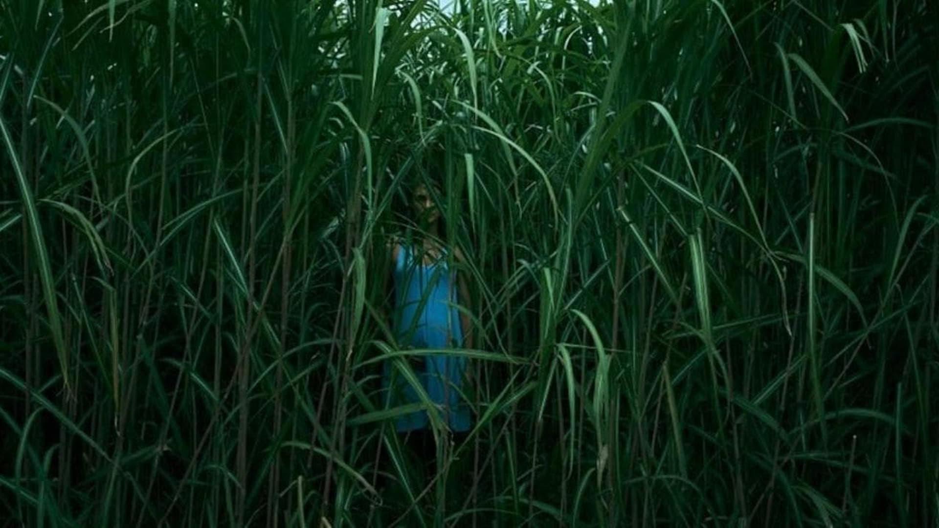 Dans les hautes herbes