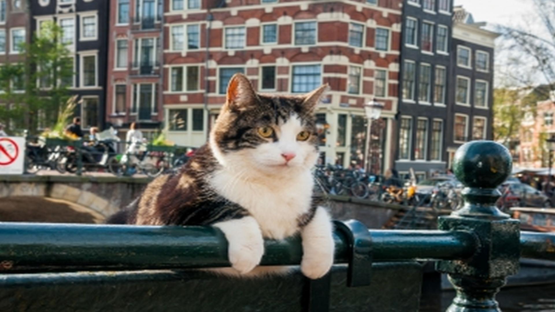 De Wilde Stad