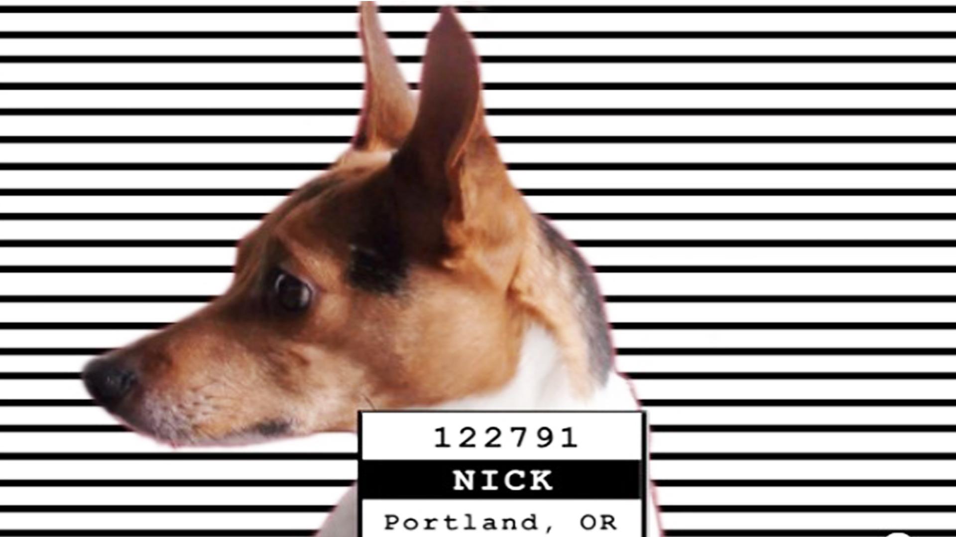Icizzle Presents Dog IDS