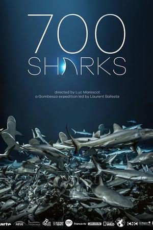 700 requins dans la nuit