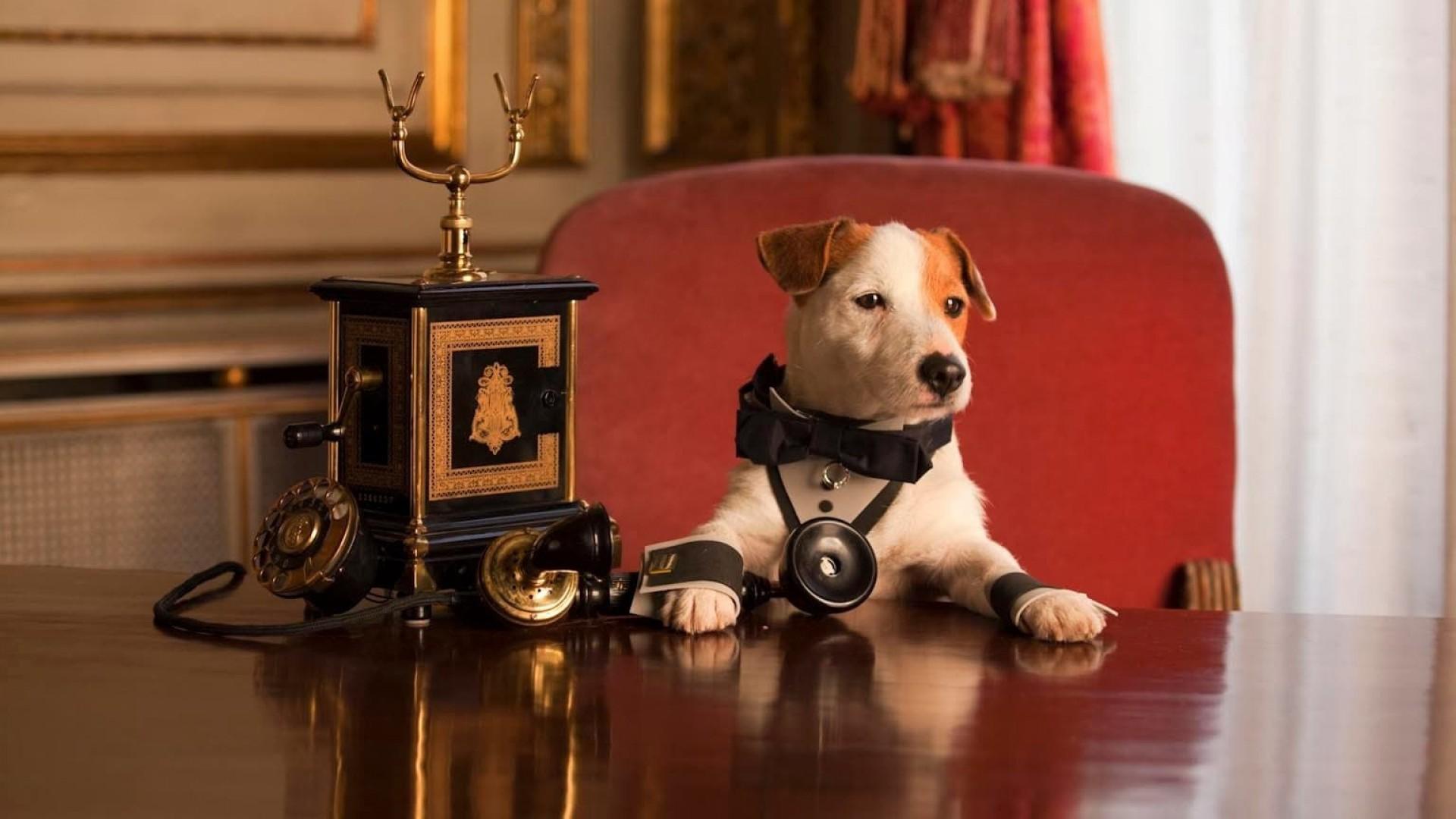 Pancho, el perro millonario