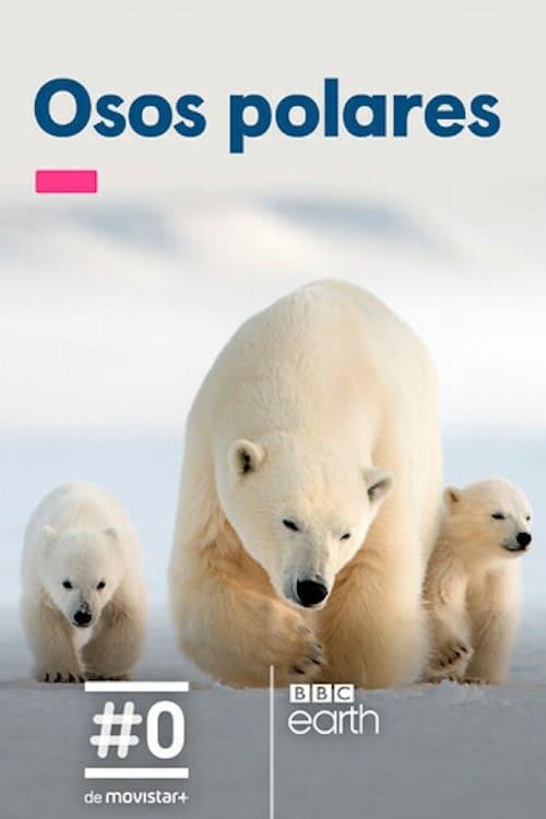 Snow Bears