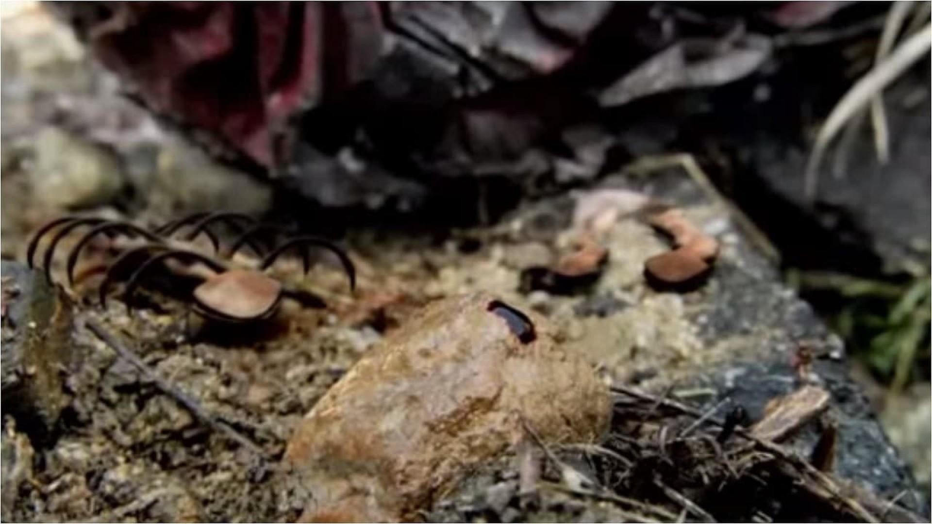 Infection: The Invasion Begins
