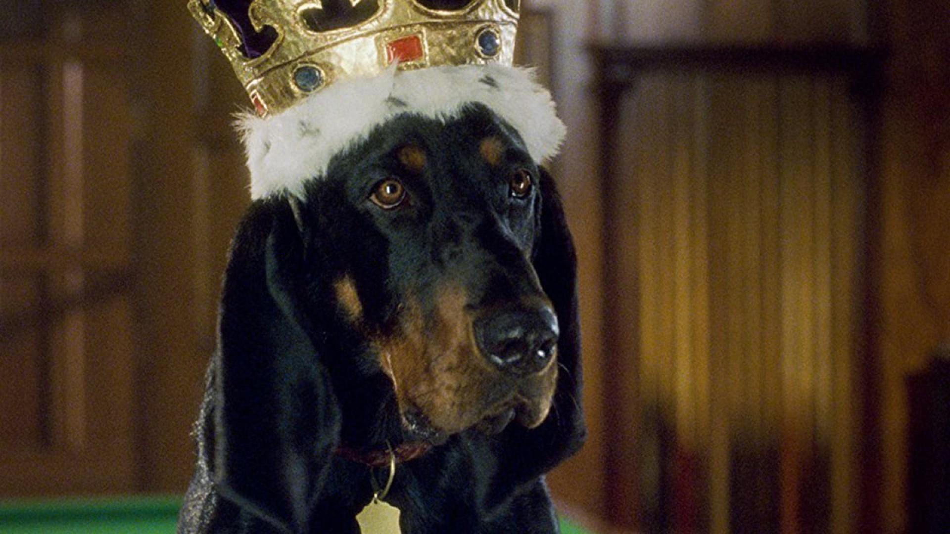 The Duke