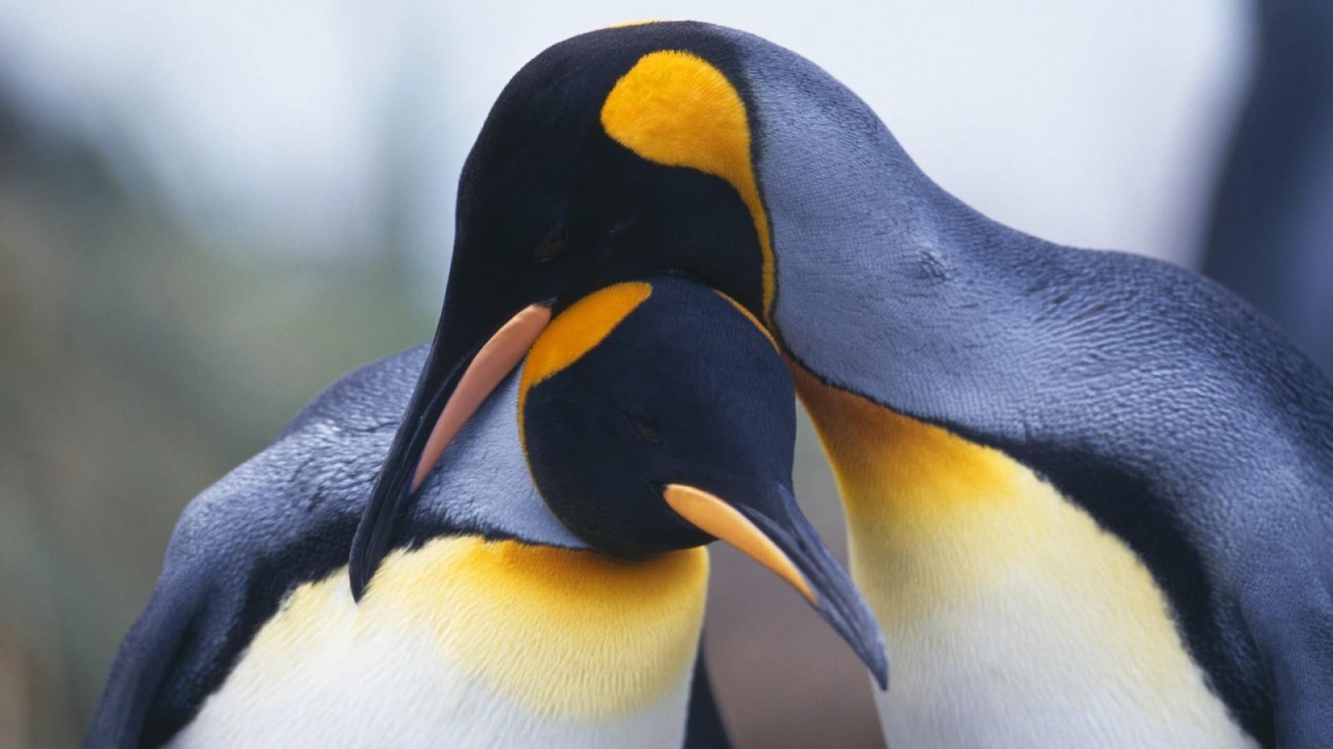 The Penguin King