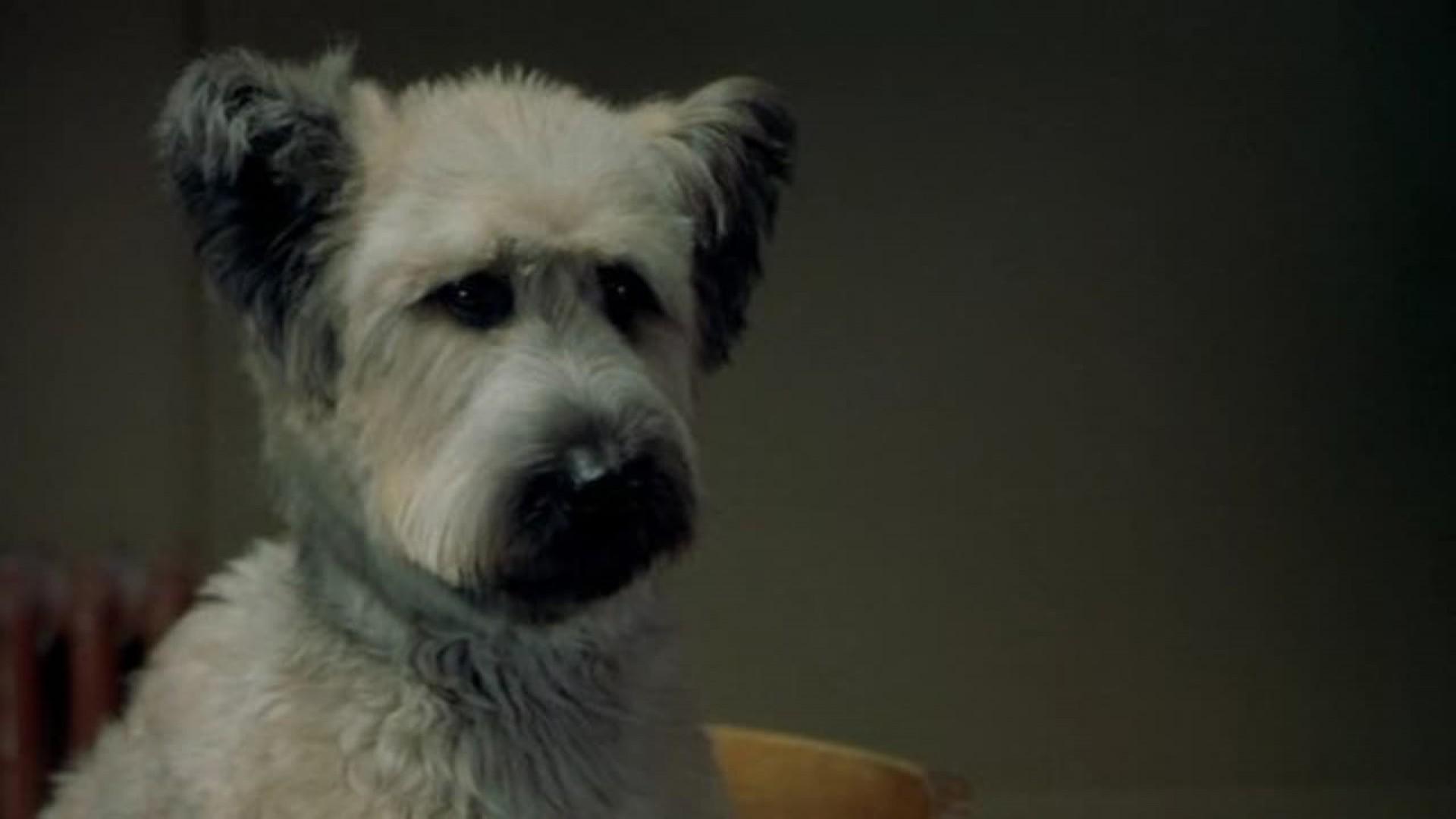 The Karate Dog