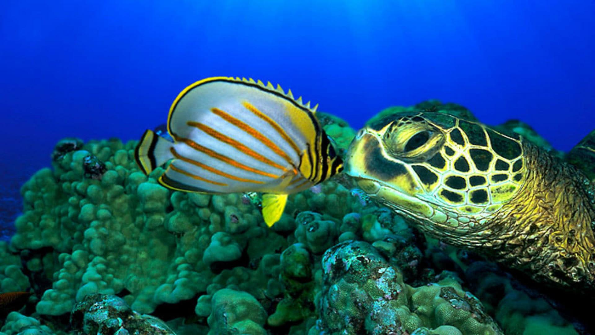 OceanWorld 3D