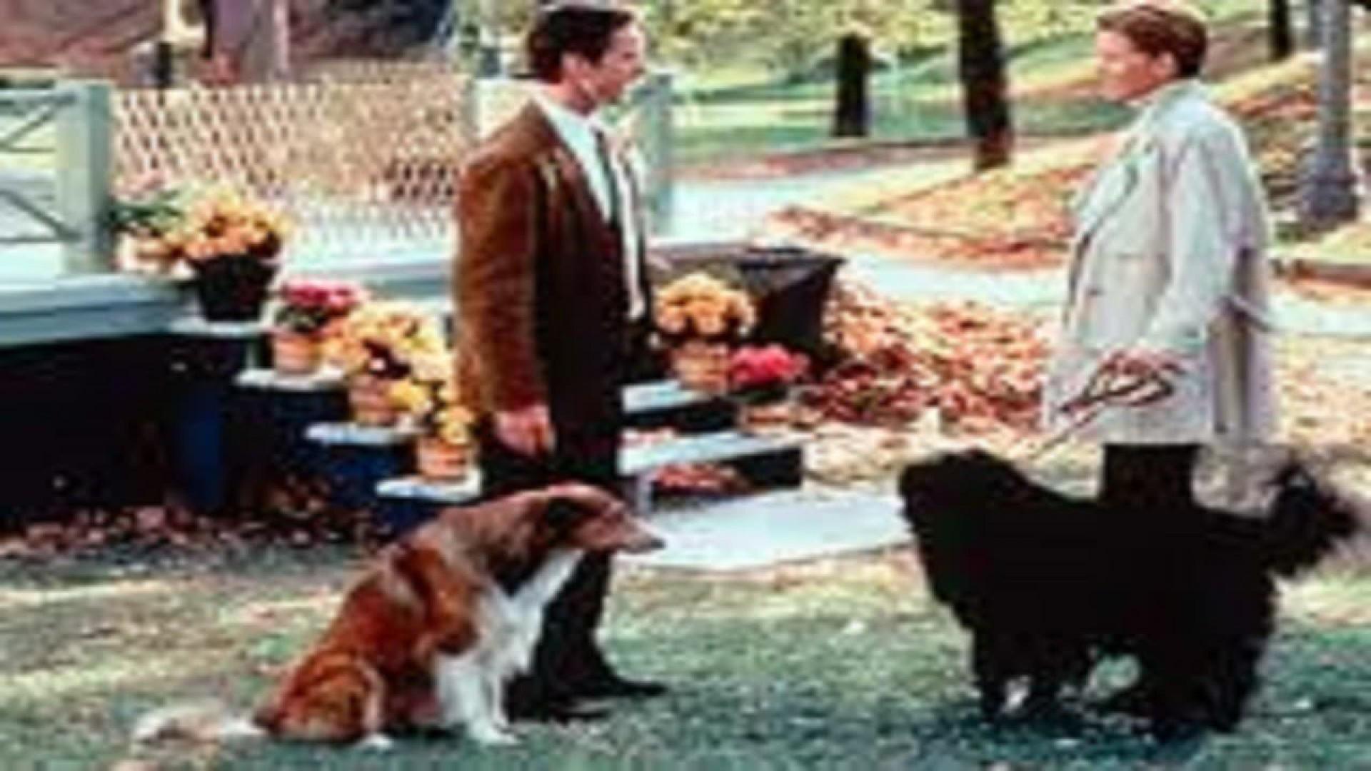 Dog Park
