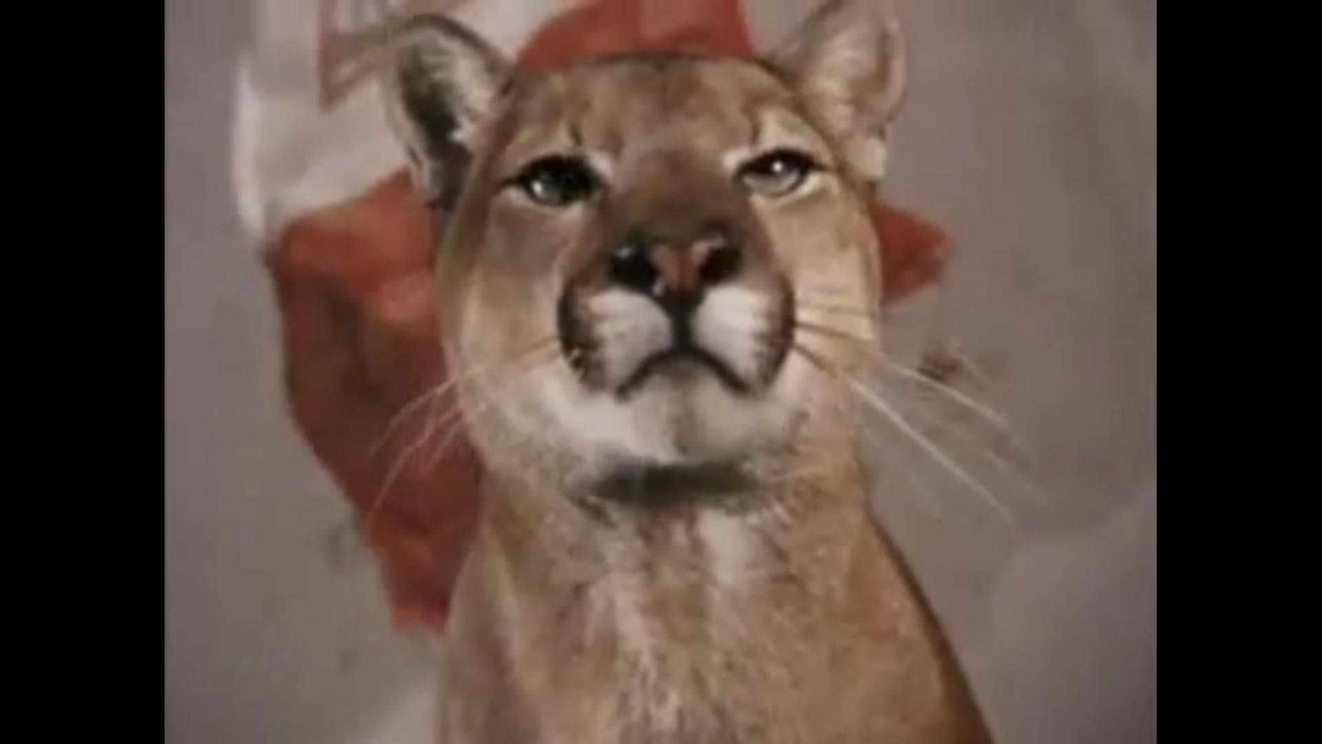 Der einsame Puma