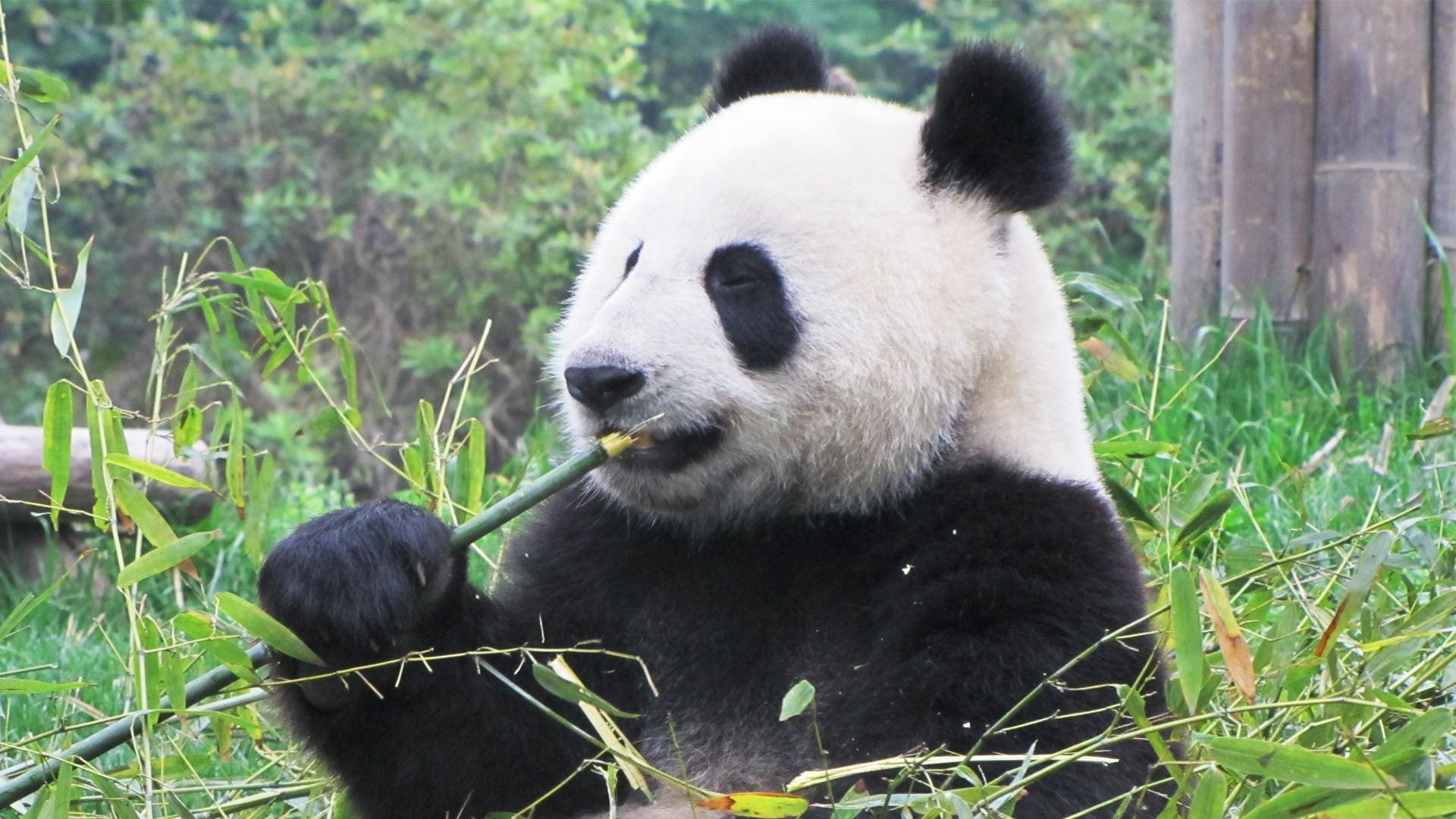 China: The Panda Adventure