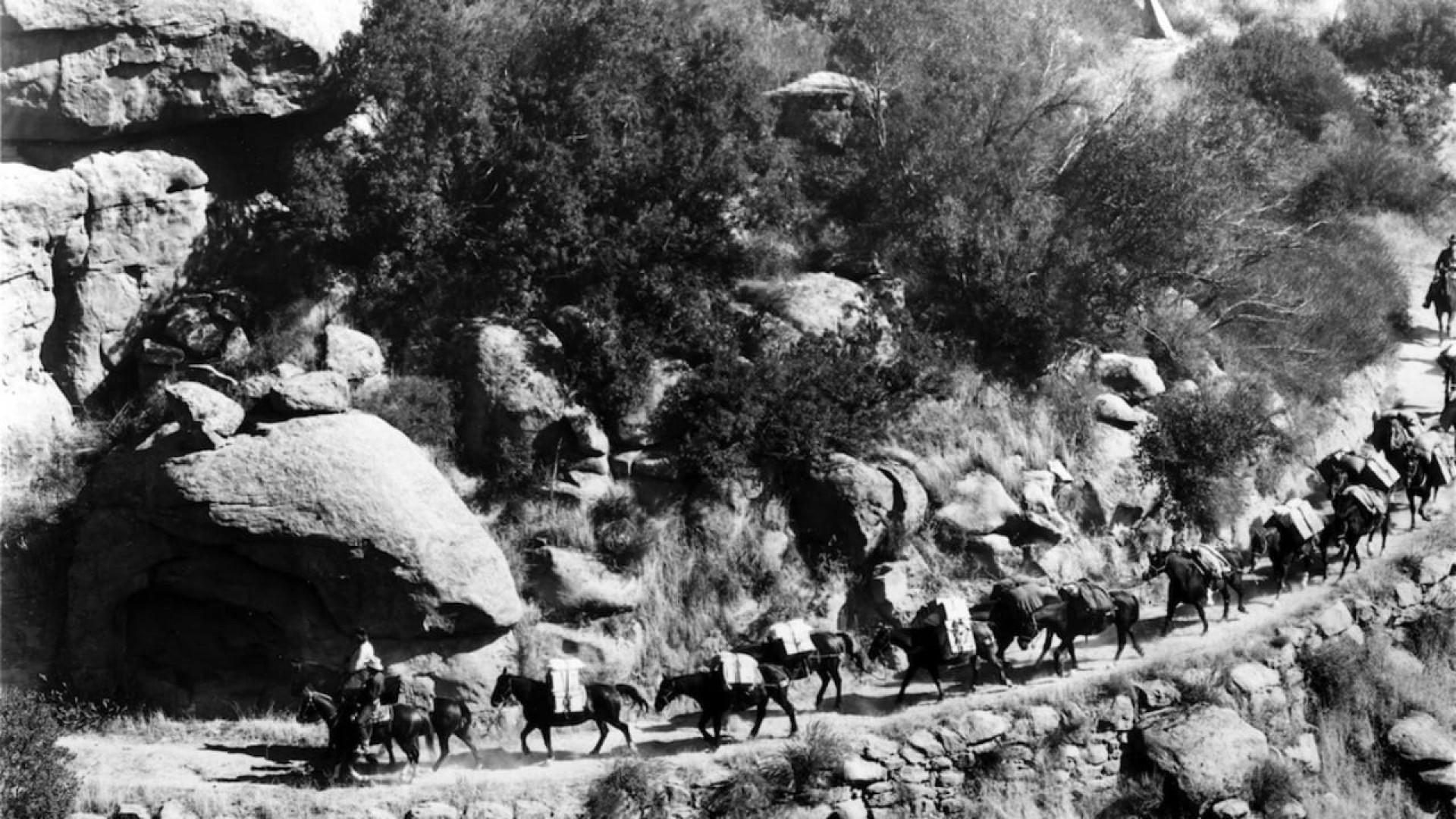 Pack Train