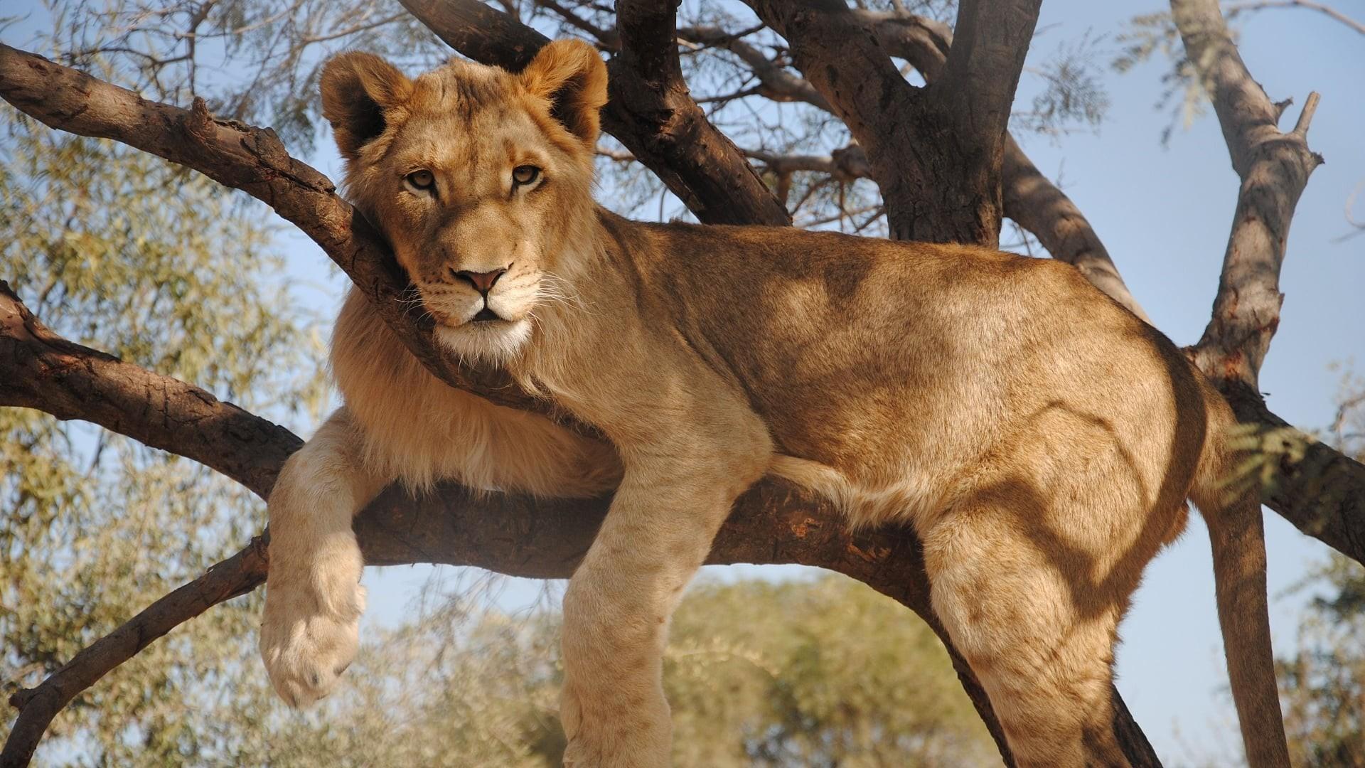 To Walk with Lions