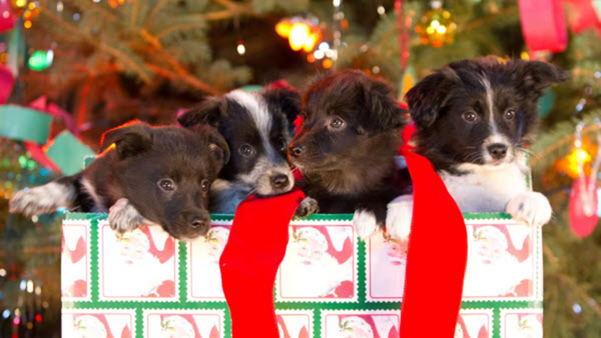 12 Dogs of Christmas: Great Puppy Rescue