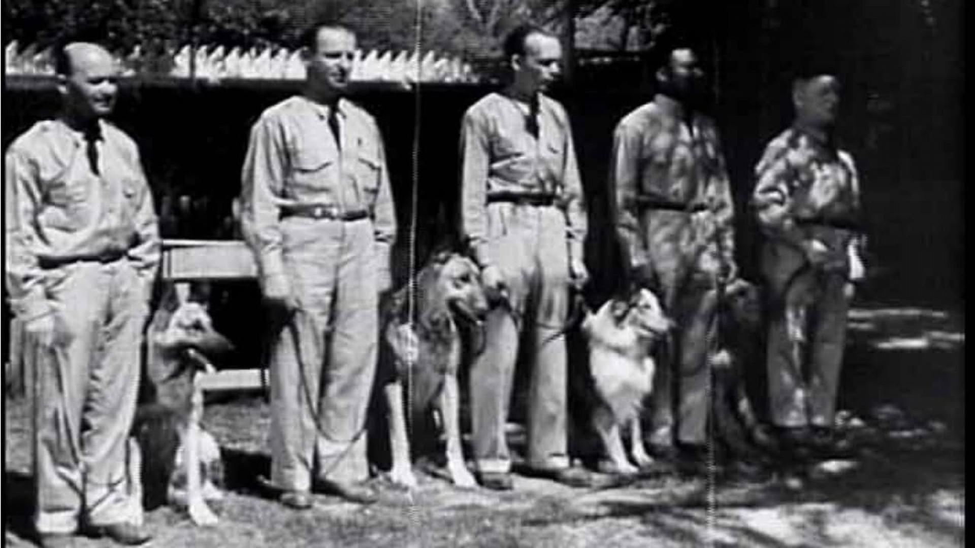 War Dogs