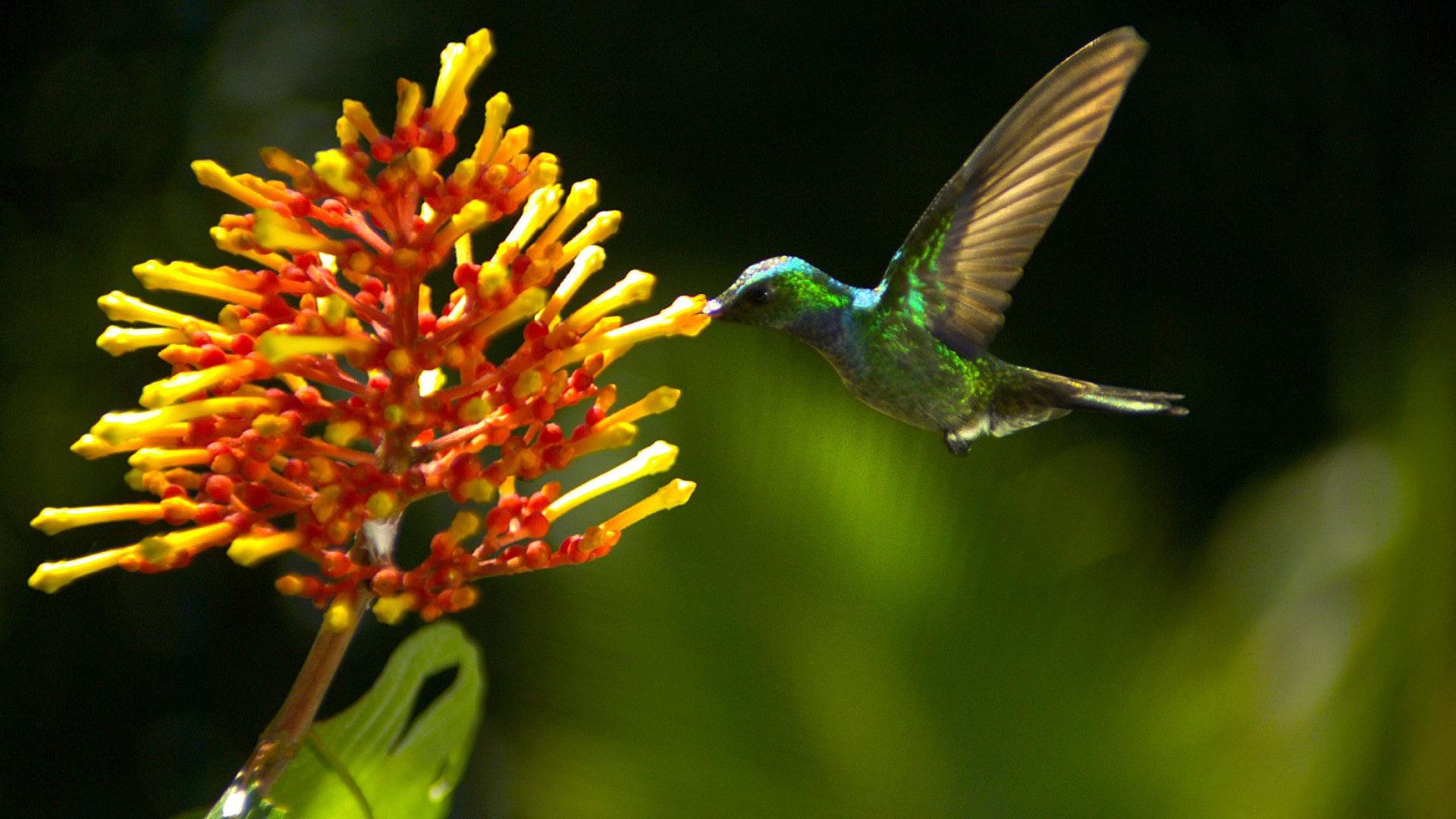 Wings of Life