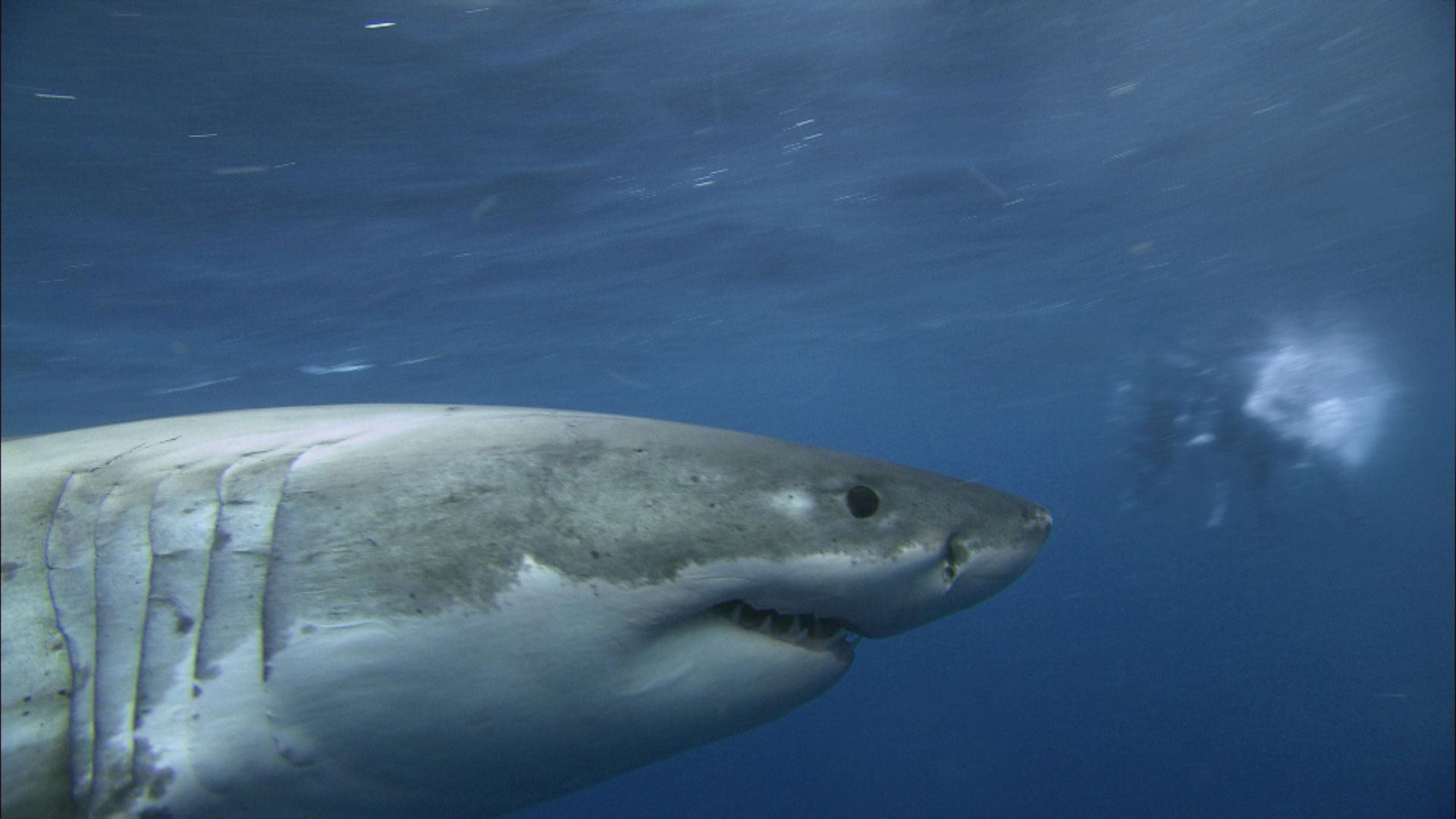 Psycho Shark