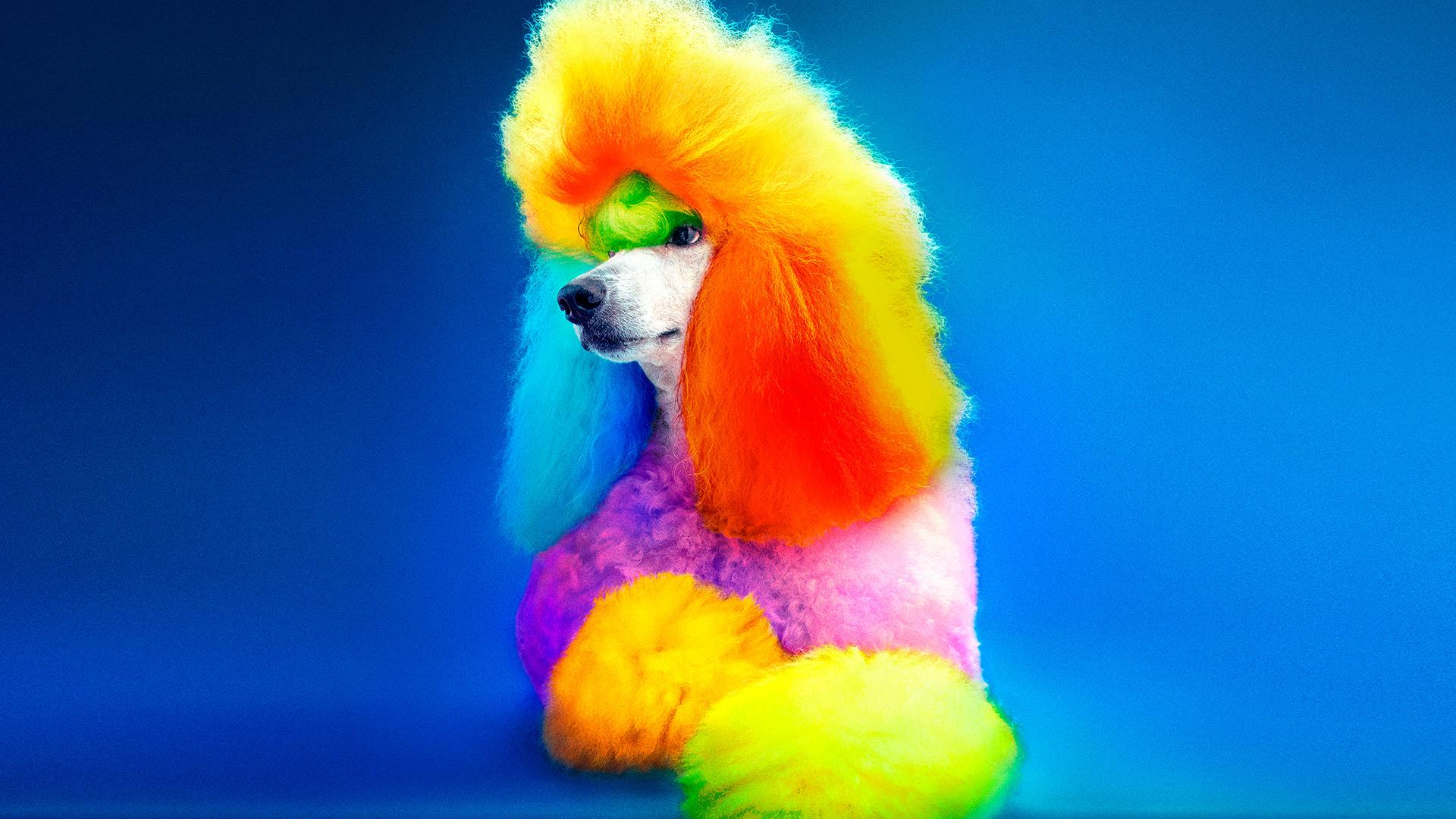 Well Groomed